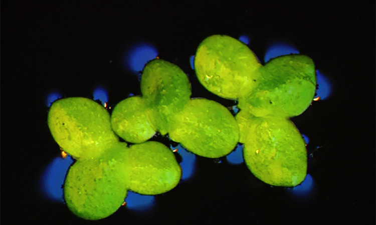 La reproduction asexuée de la Lentille d'eau - 4mn 19s